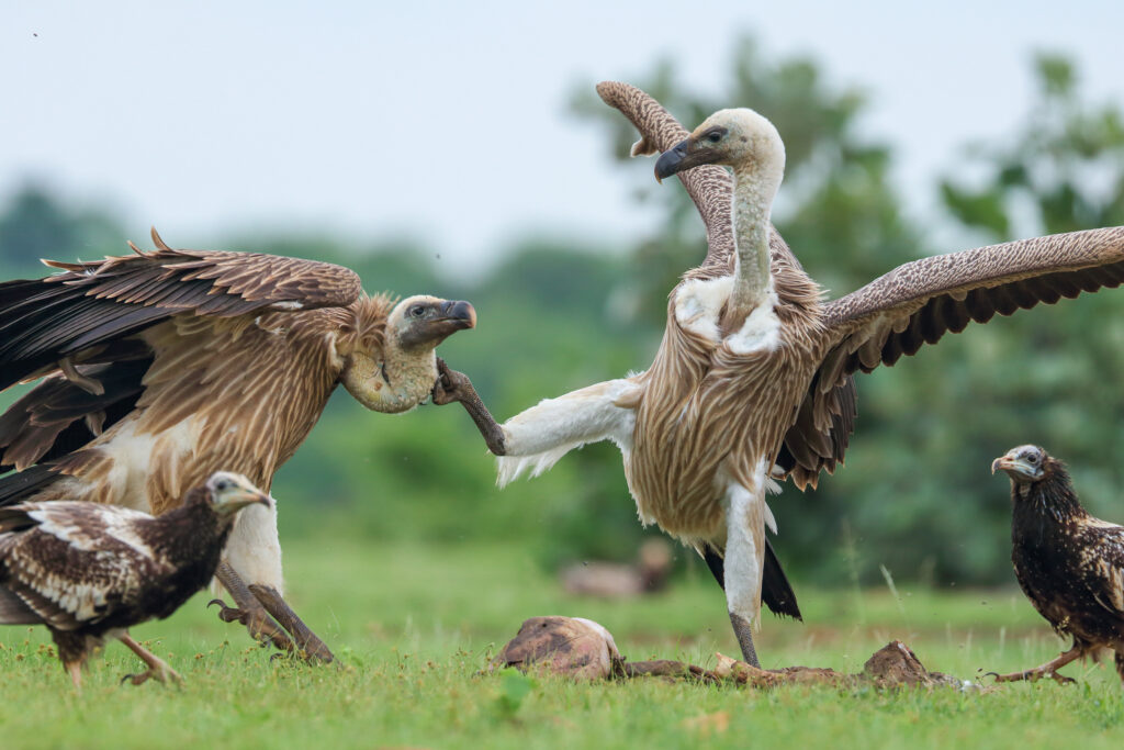 10th. Indian Vulture - India - 2024 - Nitish Agrawal _ The Last Vulture