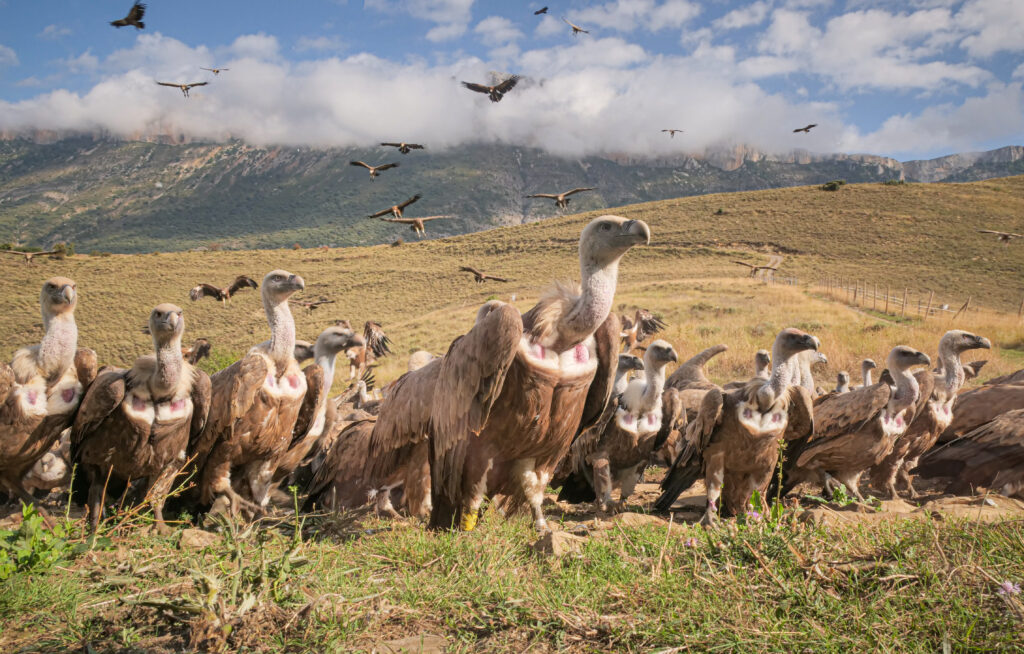 2. Vulture Scape in Spain - Miriam van Dun -Miriam van Dun Fotografie