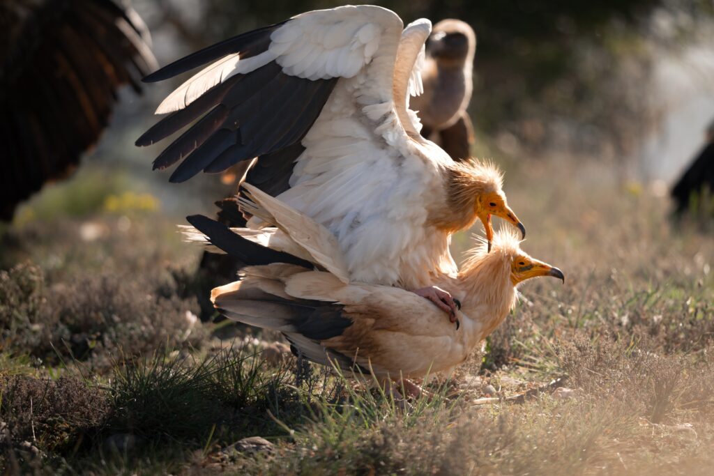 3. Egyptian_vulture_SpainIVAD - Thomas Remmits (Ecologist Thomas) - Thomas Remmits_ @wildfocus_thomas