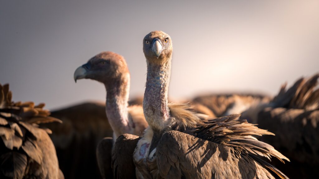 4. Griffon_vulture Spain 2024IVAD - Thomas Remmits (Ecologist Thomas) - Thomas Remmits_ @wildfocus_thomas
