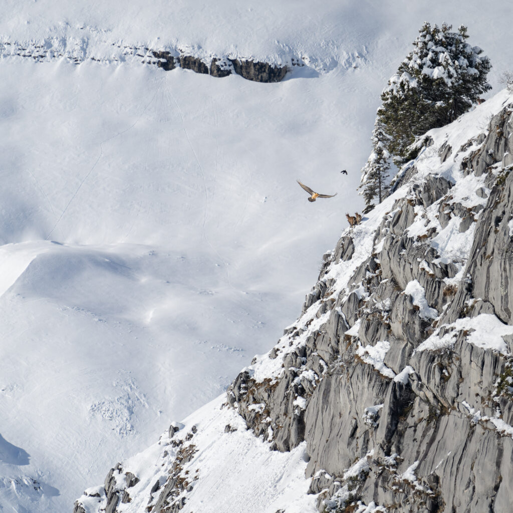5. Bearded vulture - French alps - 2023 - Adrien PETIT