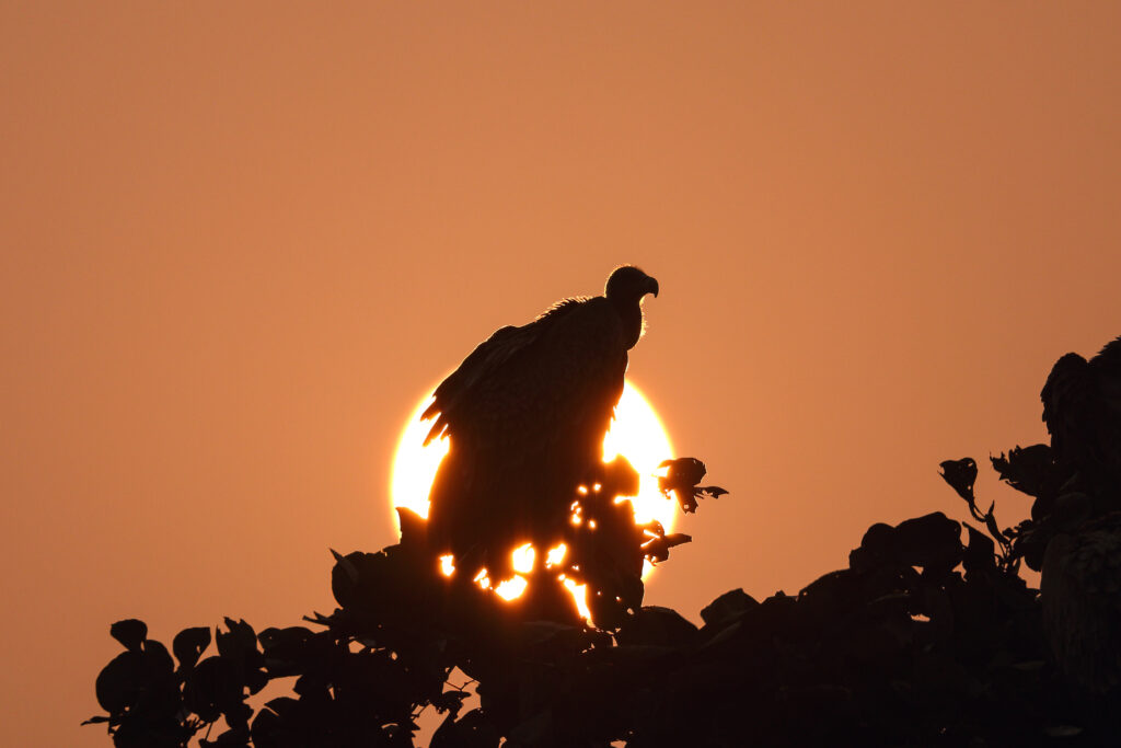 7th. Indian Vulture - India - 2025 - Nitish Agrawal _ The Last Vulture